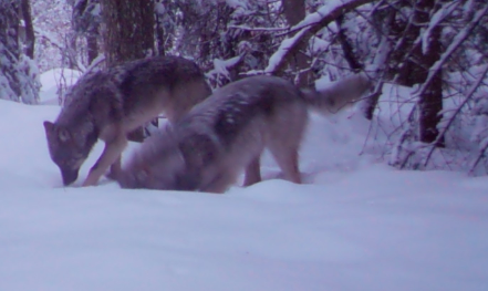 Wolves or coyotes? Captur37