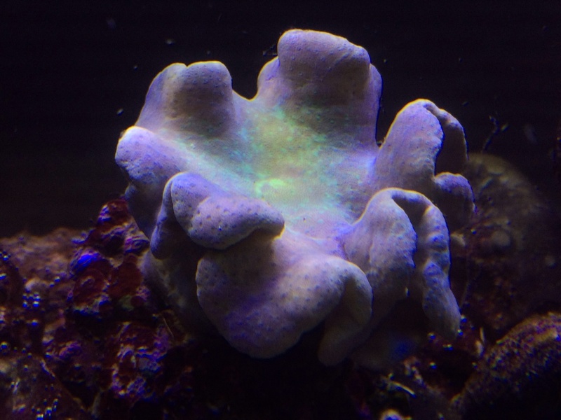 Mise en place sarcophyton Image14