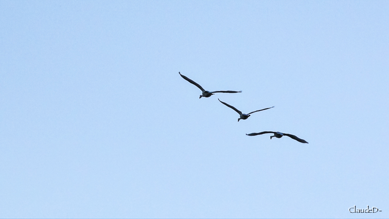 Animaux, oiseaux... etc. tout simplement ! - Page 14 Cygne10