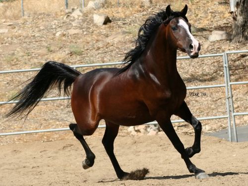 هل تعلم مواصفات الحصان العربي الأصيل؟ 510411