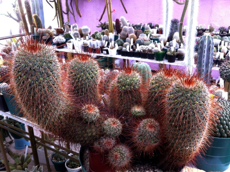 Mammillaria... 00210