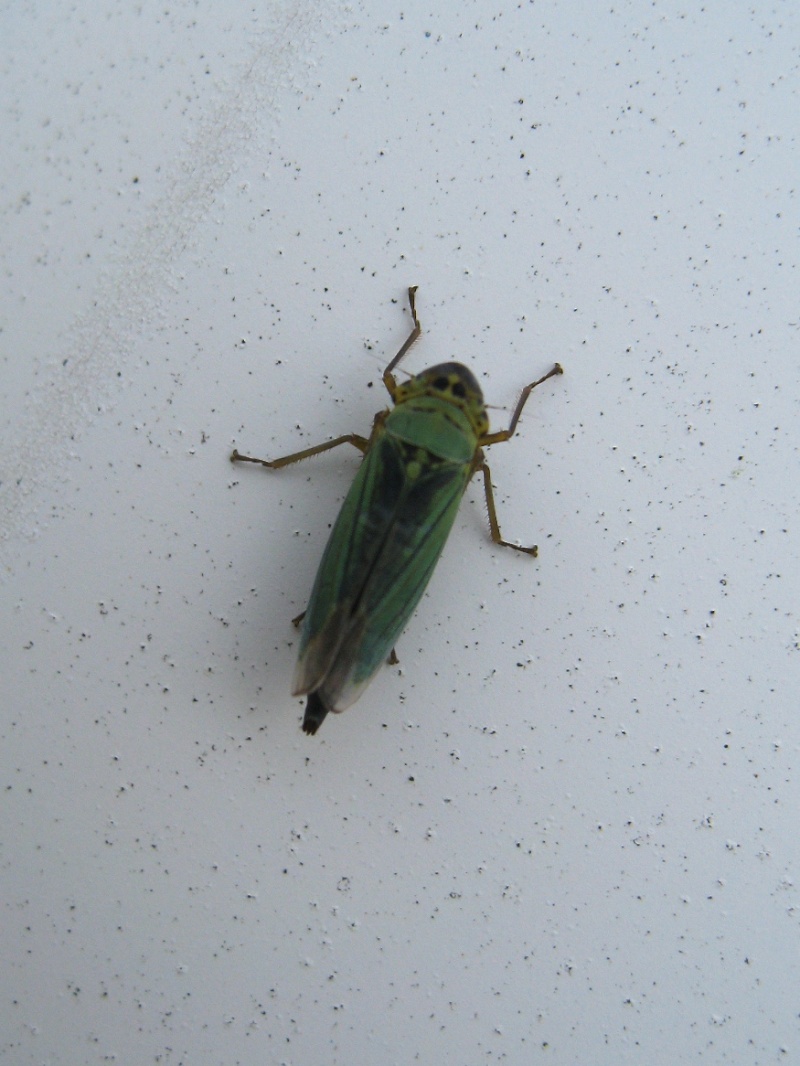 Cicadella viridis Img_2713