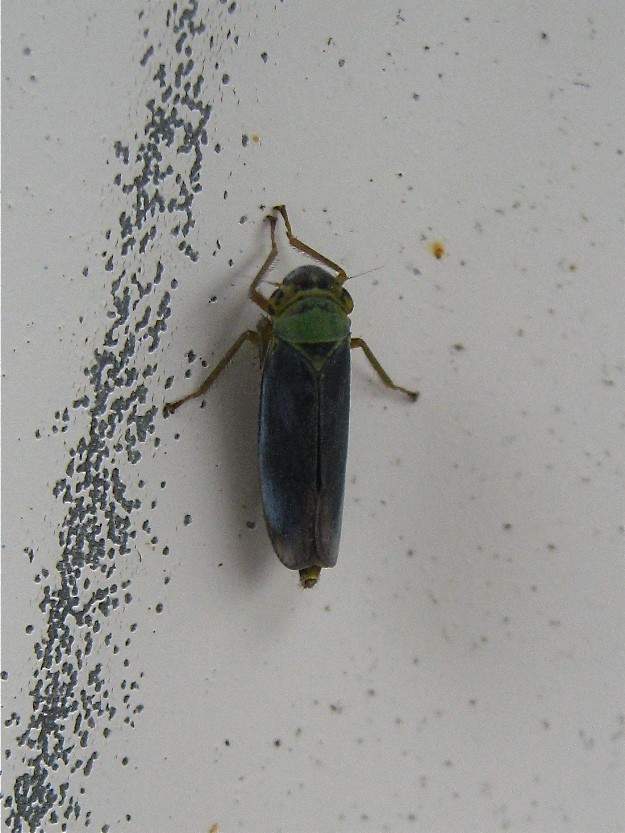 Cicadella viridis Img_2811