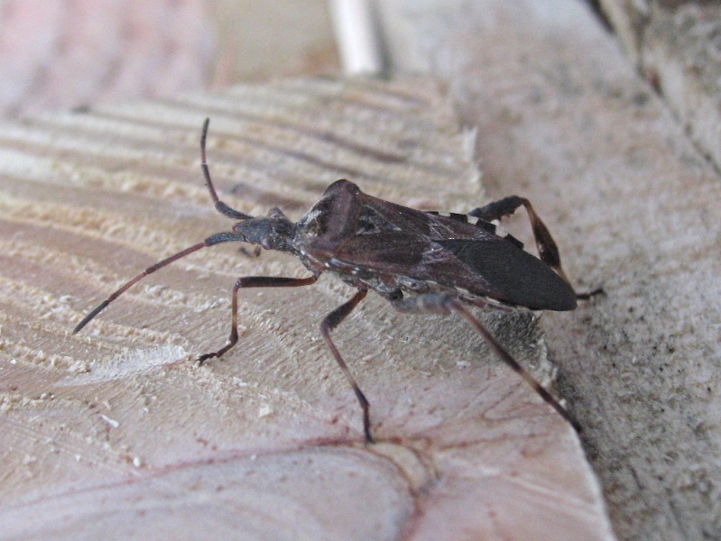 Belle américaine (Leptoglossus occidentalis) Img_3111