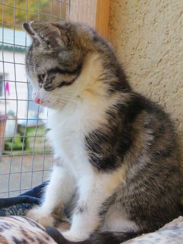 Zeus Europeen Tigre Gris Blanc Poil Mi Long