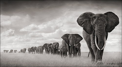 Nick Brandt - On This Earth A Shadow Falls Elepha12