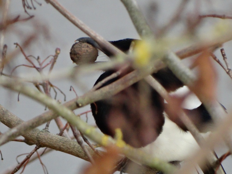 quelques oiseaux en ville.... Dsc00214