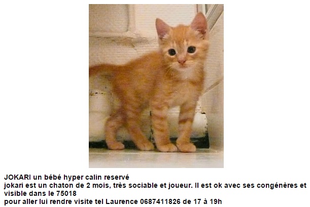 JOKARI, chaton mâle de 2 mois Jokari10