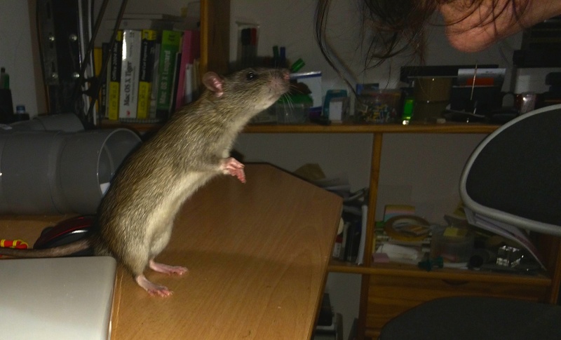 Et voici notre bébé Rat des champs : Ratatouille  - Page 17 Img_5110