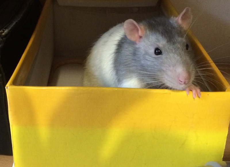 Et voici notre bébé Rat des champs : Ratatouille  - Page 16 Img_5210
