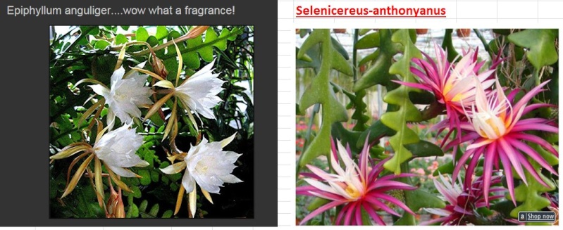 ACTU : Epiphyllum, nouvelles photos 2014. Seleni10