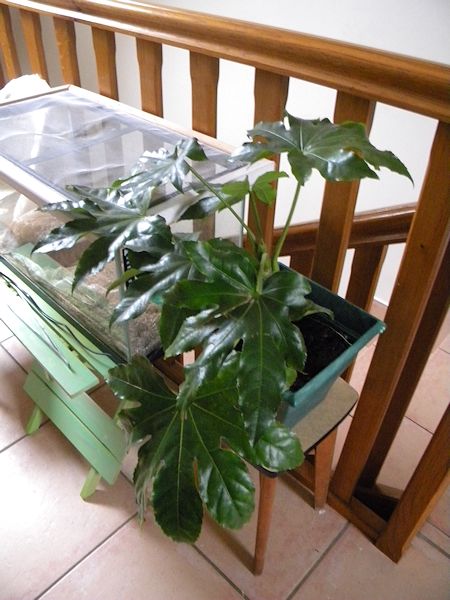 Mon petit coin de verdure (junilau) Aralia10