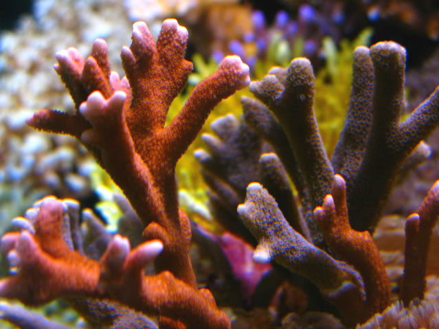 Les coraux faciles Montip10