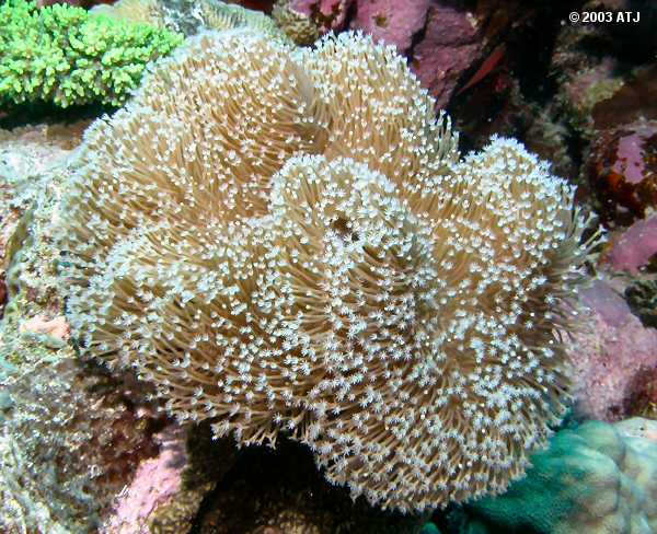 Les coraux faciles Sarcop10