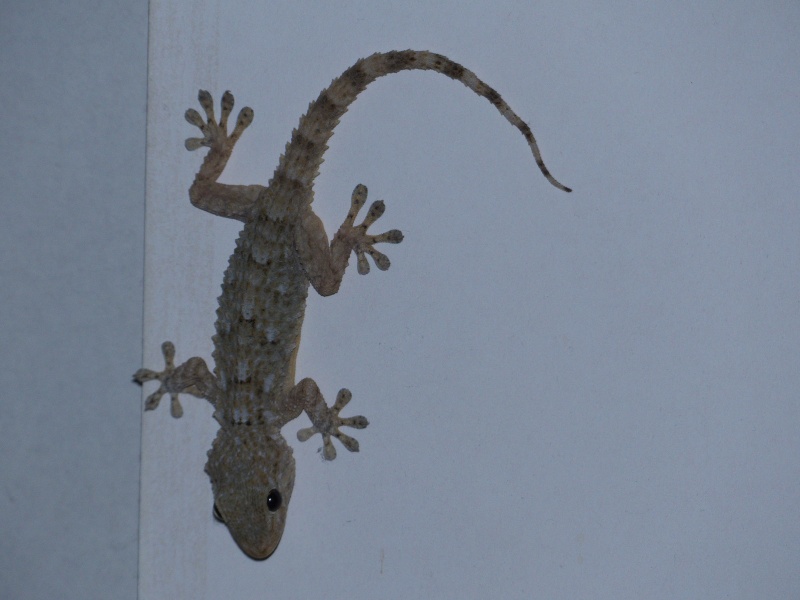 Gecko dans mon salon P1010012
