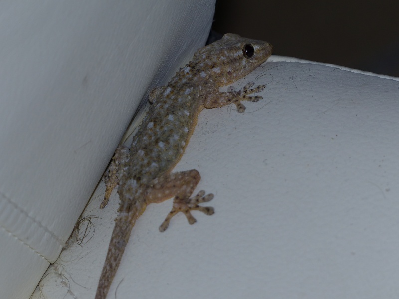 Gecko dans mon salon P1010016