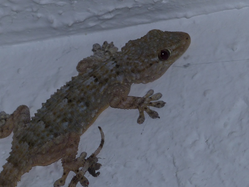 Gecko dans mon salon P1010017