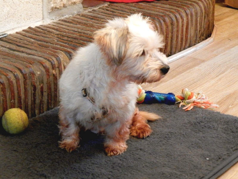 Bergamote, mignonne Coton de Tuléar de 8 ans, ex reproductrice  Pc070712