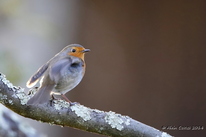 Les Oiseaux en libert 3 - Page 35 Rg_15013