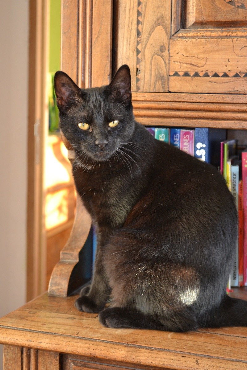 JAMES, chaton européen robe noire, né le 01/04/14 Dsc_0010