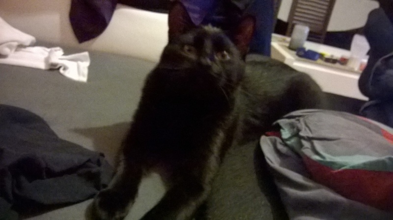 Jameson, chaton noir né le 11/04/2014 Wp_20113