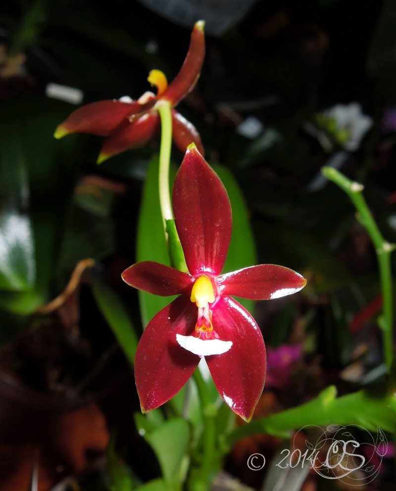 Phalaenopsis cornu-cervi 'red' Phal_c12