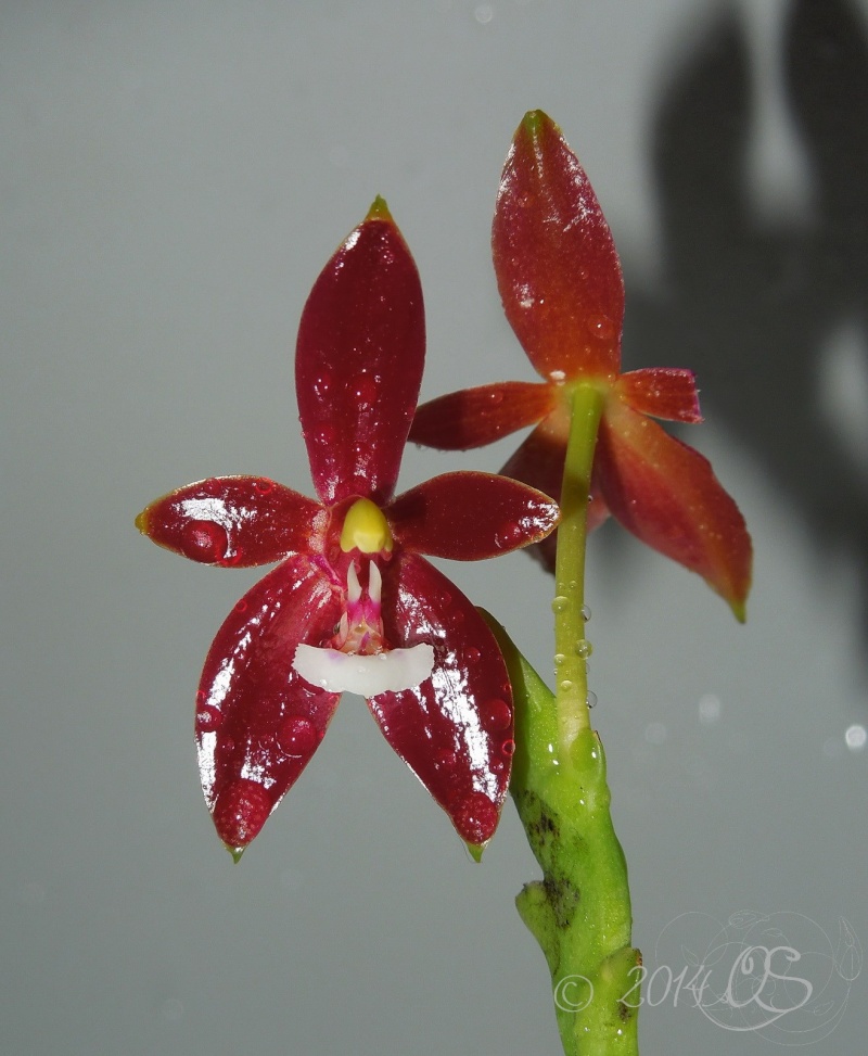 Phalaenopsis cornu-cervi 'red' Phal_c14