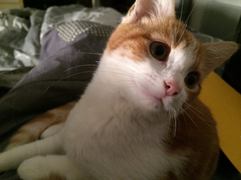 Picchu (dit Confiotte), chaton roux et blanc craquant ,né début août 2014 10013811