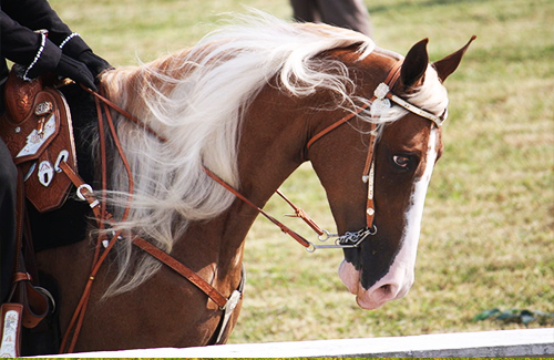 Tennessee Walker Horse Twh1b10