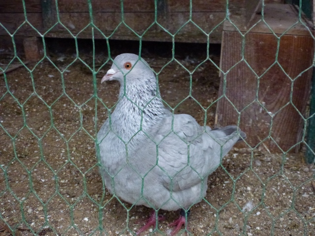 Pigeons texans de couleur P1060213