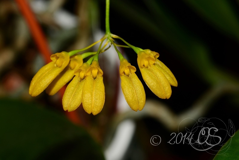 Bulbophyllum macroleum yellow (retusiusculum) B_macr12