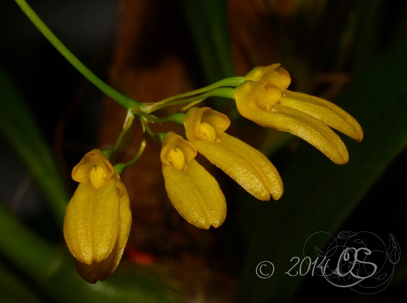 Bulbophyllum macroleum yellow (retusiusculum) B_macr13
