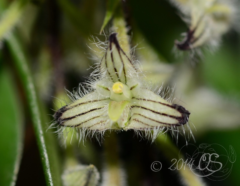 Bulbophyllum lindleyanum Bulbop12