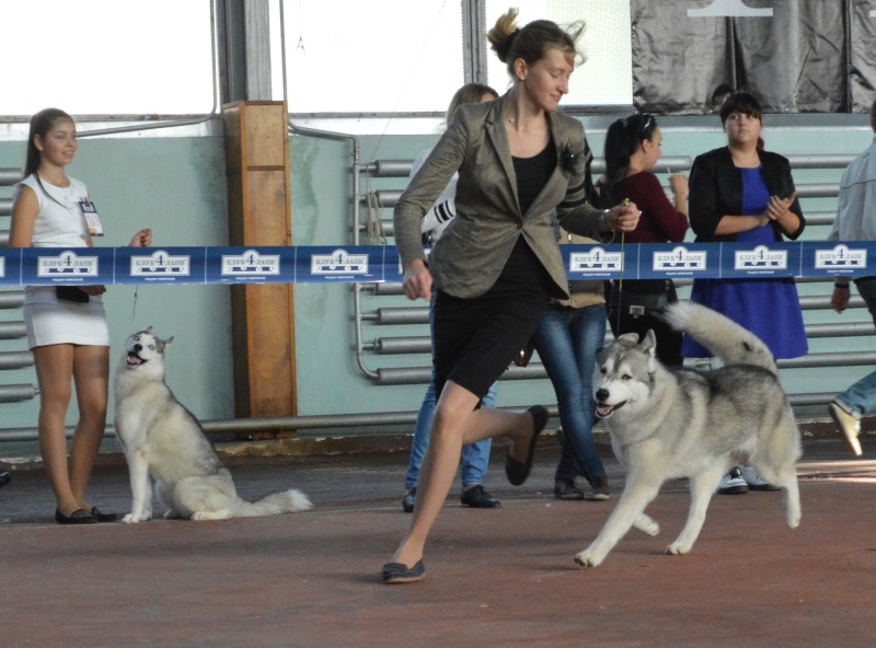 FCI-КСУ CACIB-CAC 2014 10 11-12 Одесса, "Юг-Осень-2014" - "Одесские встречи-2014"  Dsc_0219