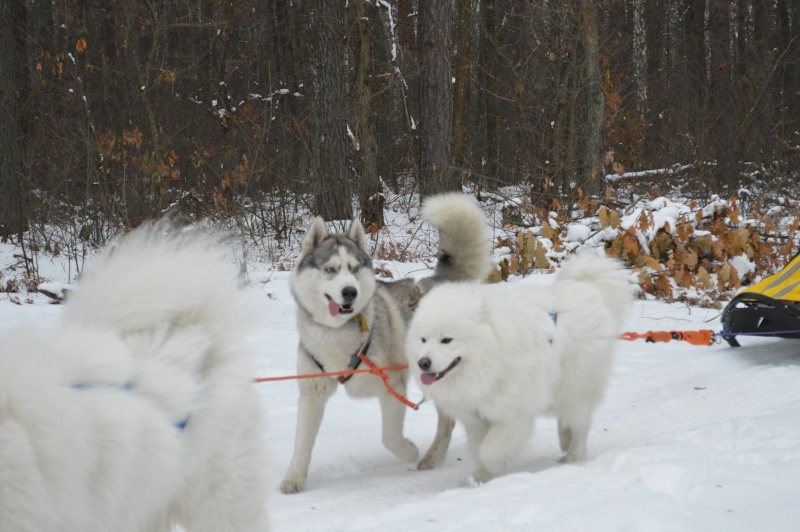 2014 12 07 Романовка Dsc_0431