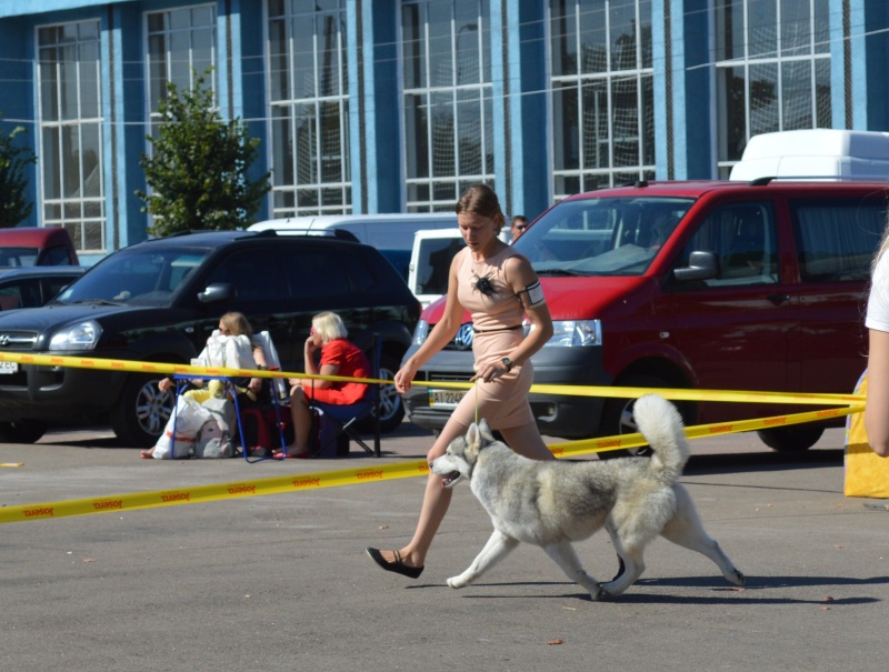 FCI-КСУ 2xCAC 2014 09 06-07 Бердичев-Житомир Dsc_0513