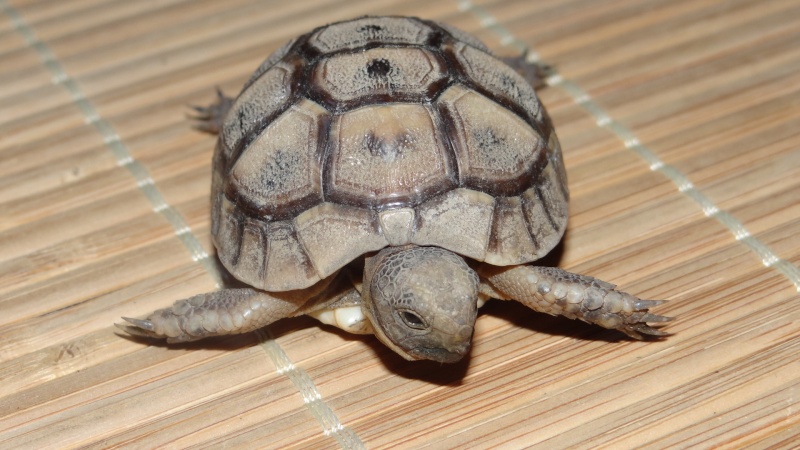 identification de l’espèce tortue terrestre Dsc00810