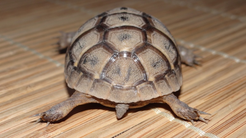 identification de l’espèce tortue terrestre Dsc00811