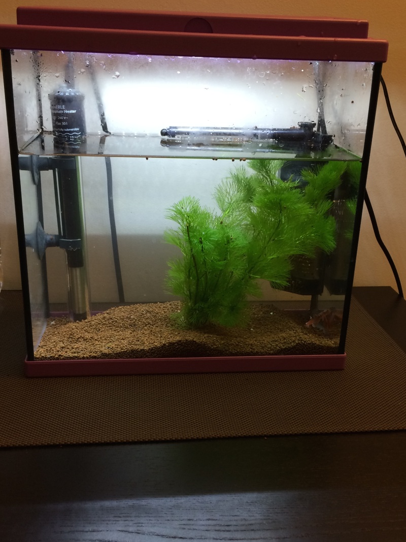 Avis éclairage aquarium 20l Aqua10