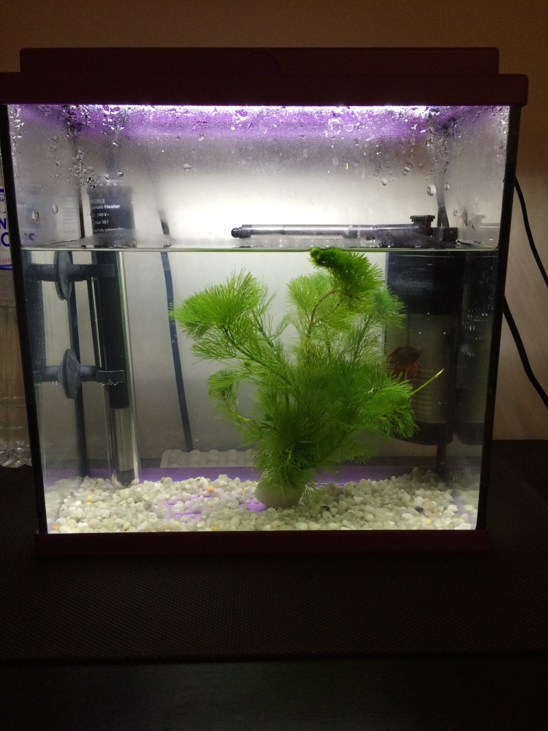 Avis éclairage aquarium 20l Bubull10