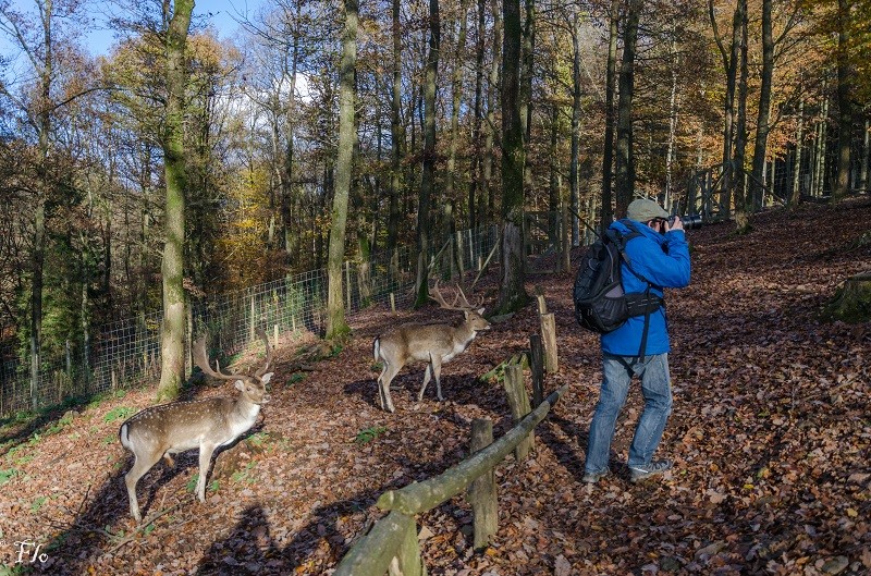 Fourneaux Saint-Michel et parc à gibiers à Saint-Hubert 10112014