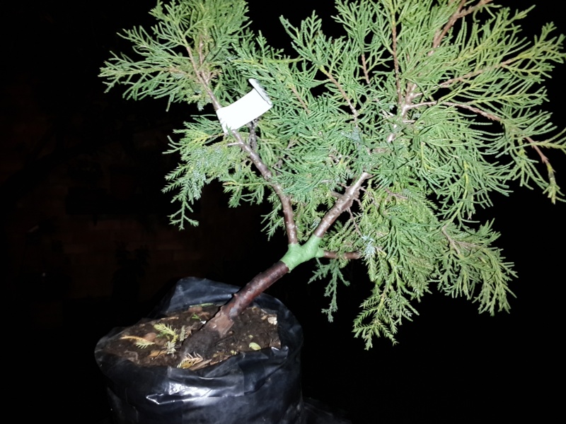 Juniperus Pfitzeriana Aurea Material Suitability 20141110