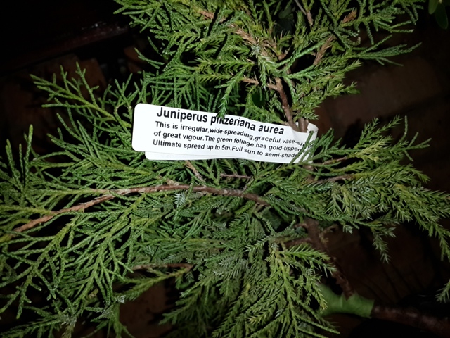 Juniperus Pfitzeriana Aurea Material Suitability 20141111