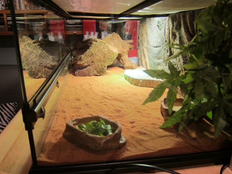 Question a propos de mon premier terrarium Img_0611