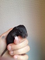 10 bébés rats a donner (alentours Paris; Yvelines.) 10805510