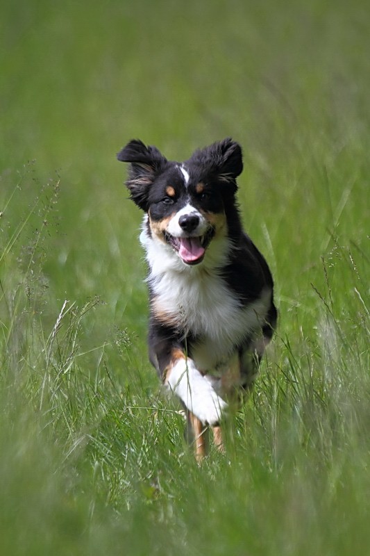 Harnais - Photographie d'animaux - conseils pour devenir un pro ! 05084010