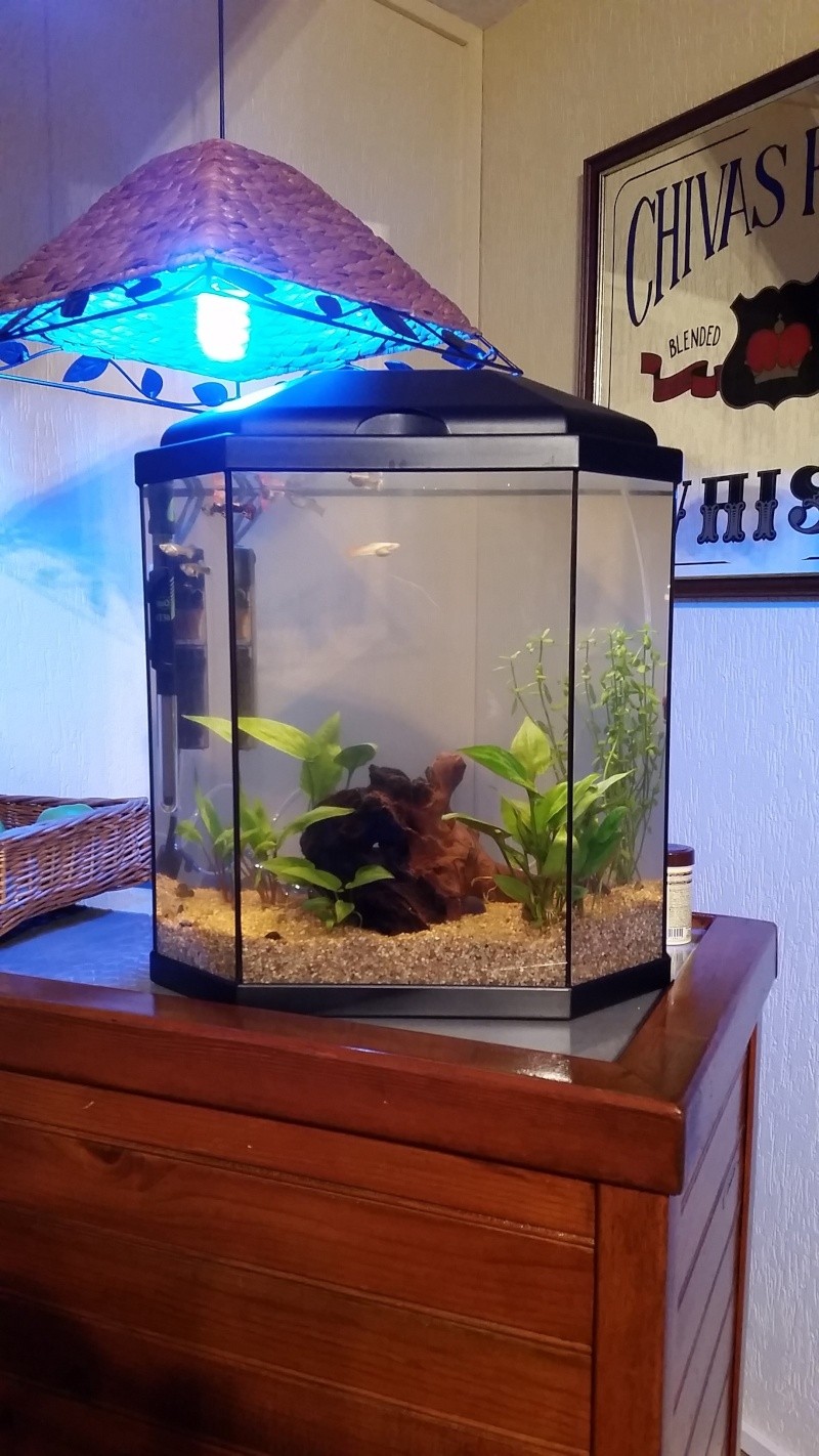 Mon aquarium de 25 litre avec moins de nitrites 20141112