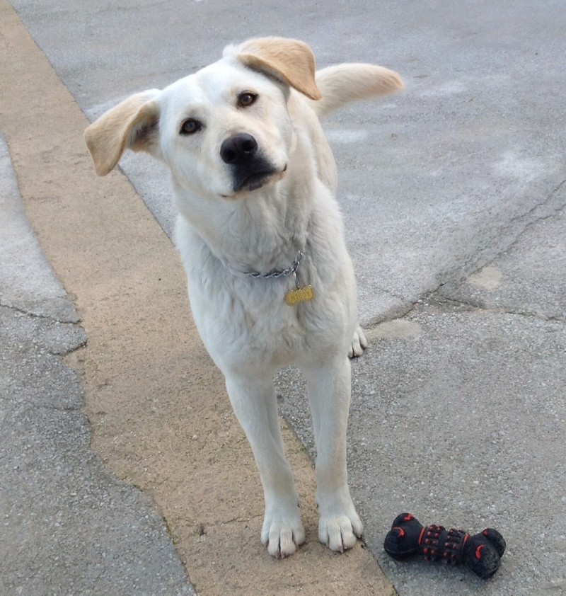 Dog FOUND a home, Lab puppy, sterilised, healthy, happy and sociable Missy_18