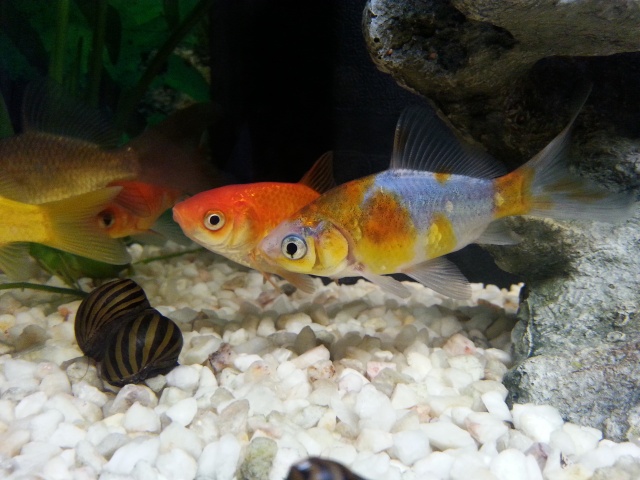 presentation de mon aquarium (debutant)60l eau douce - Page 2 20141141