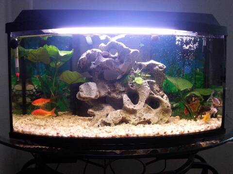 Presentation De Mon Aquarium Debutant60l Eau Douce
